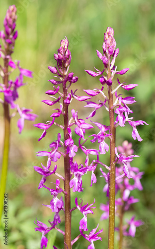 wild flowers, wild orchids in nature photos