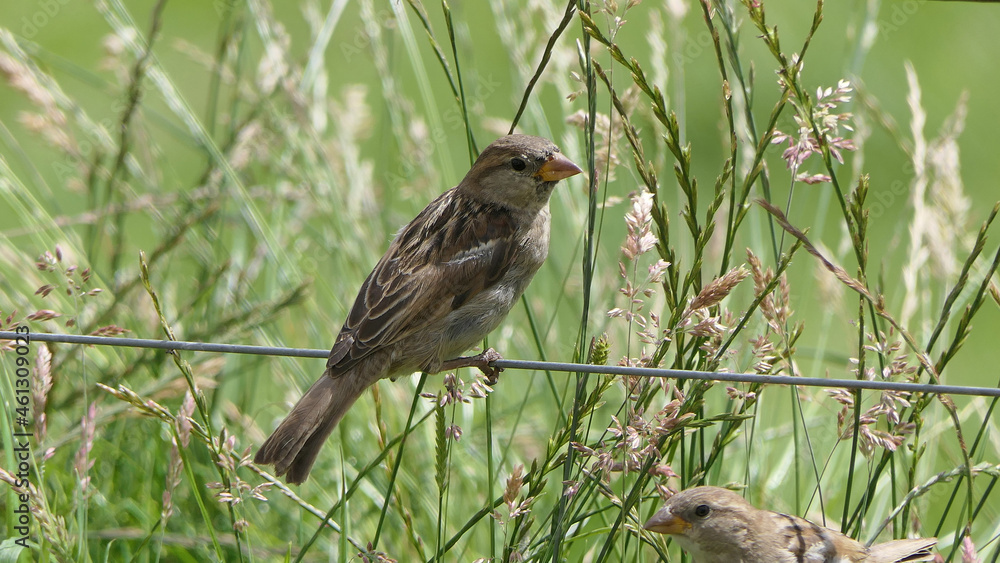 House Sparrow sitting on fence House Sparrow sitting on fence