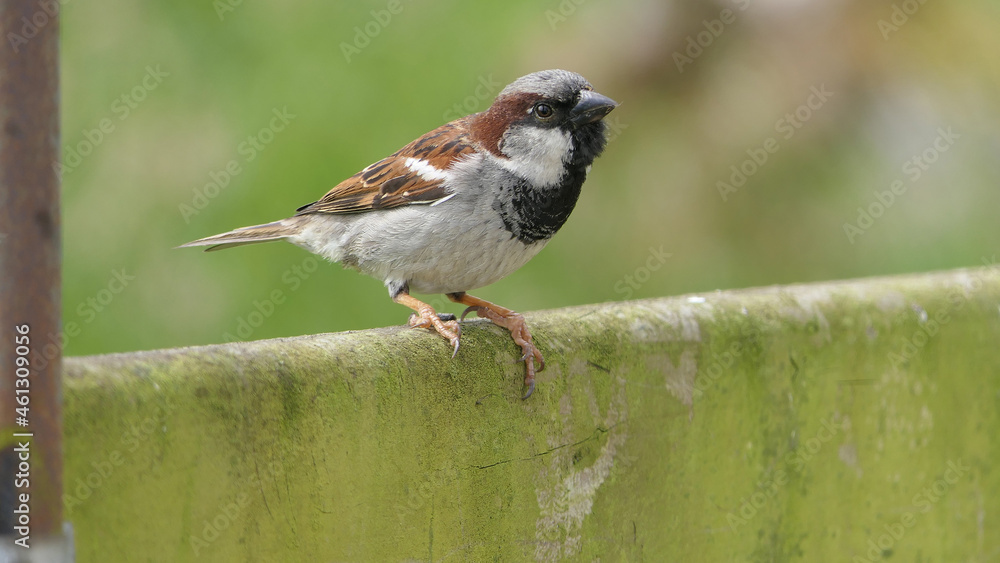 Naklejka premium House Sparrow sitting on fence