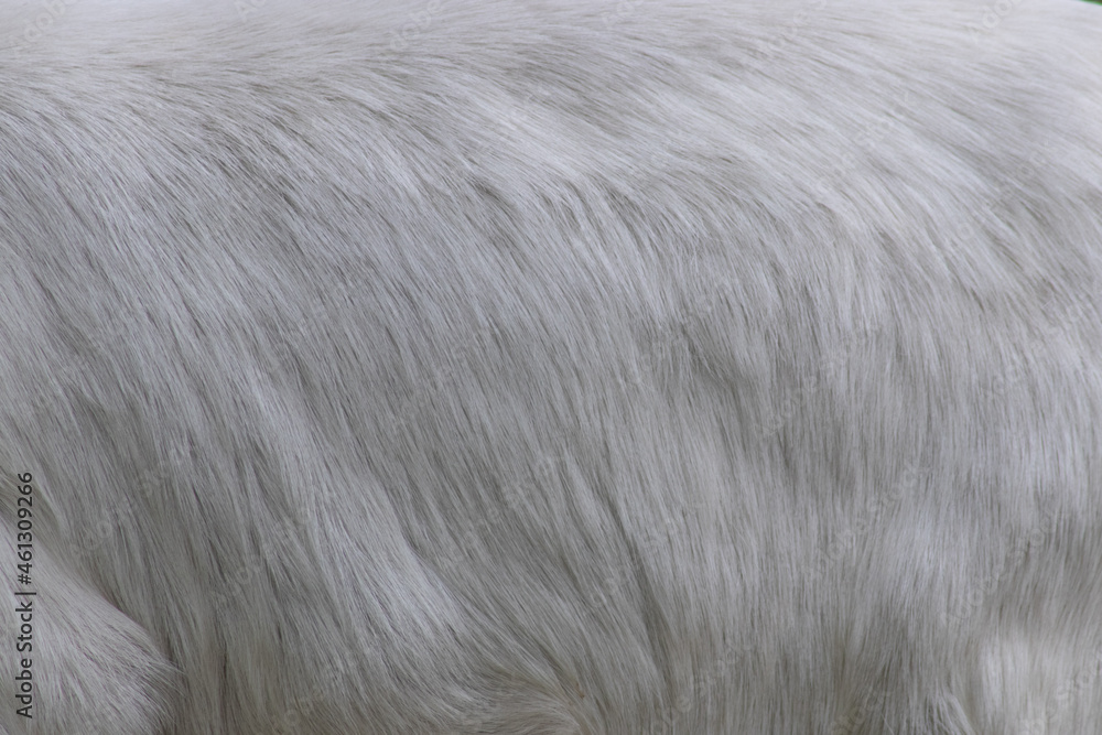close up of a fur close up of a fur