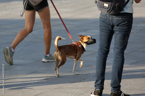 Basenji dog walking on the street, the dog is led on a leash by the owner, the dog is muzzled