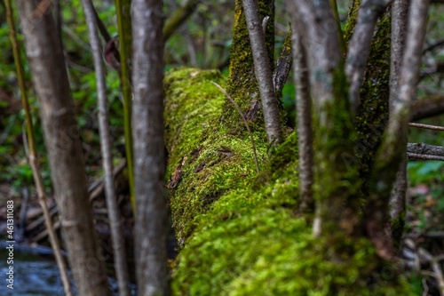 tree and moss