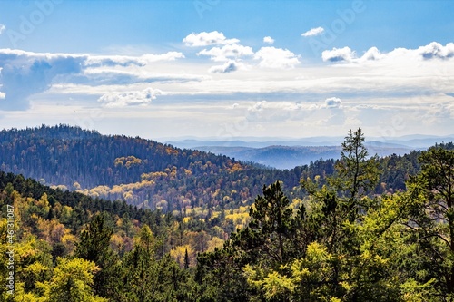landscape with forest
