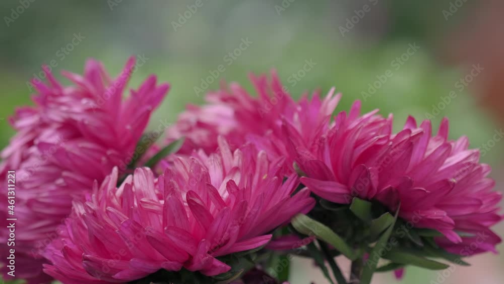 Pink asters in the garden Pink asters in the garden