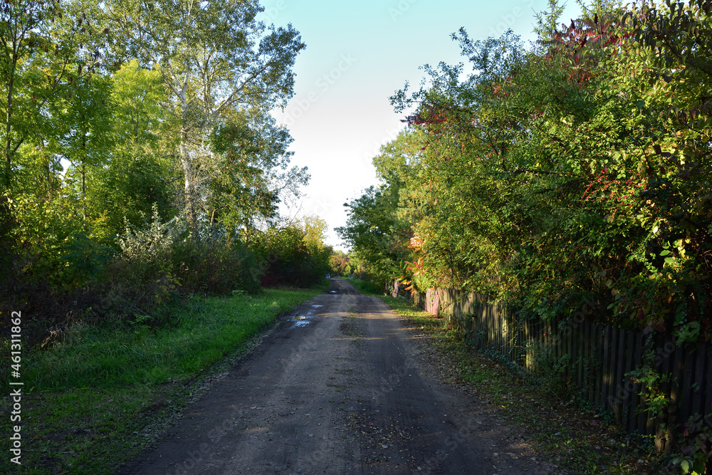 Naklejka premium Dirt road and mud between trees and bushes on a sunny day. Summer. Day.