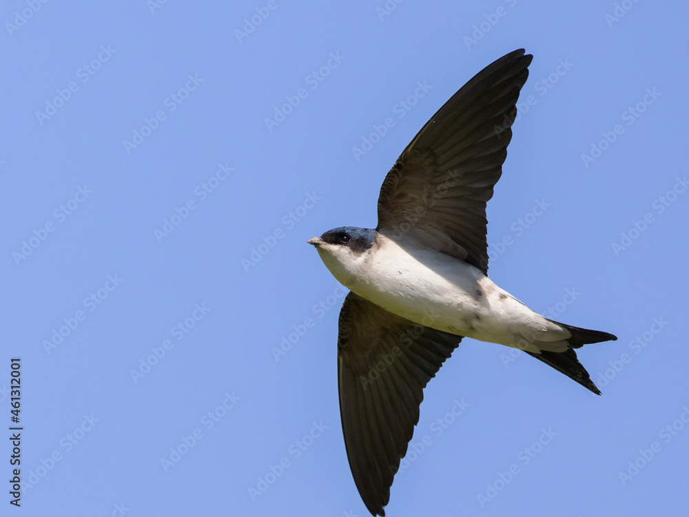 Fototapeta premium Common house martin (delichon urbicum) flying over blue sky with clouds
