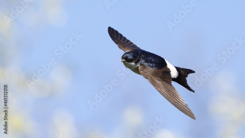 Common house martin (delichon urbicum) flying over blue sky with clouds photo