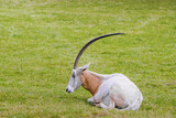 Scimitar-horned oryx on the grass on sunny day
