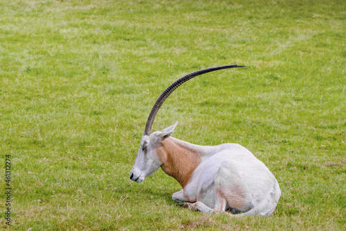 Scimitar-horned oryx on the grass on sunny day