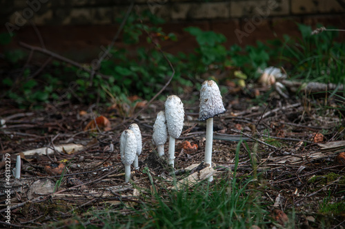 Poisonous mushrooms grow in nature. Beautiful green grass. White mushrooms. Natural landscape. photo