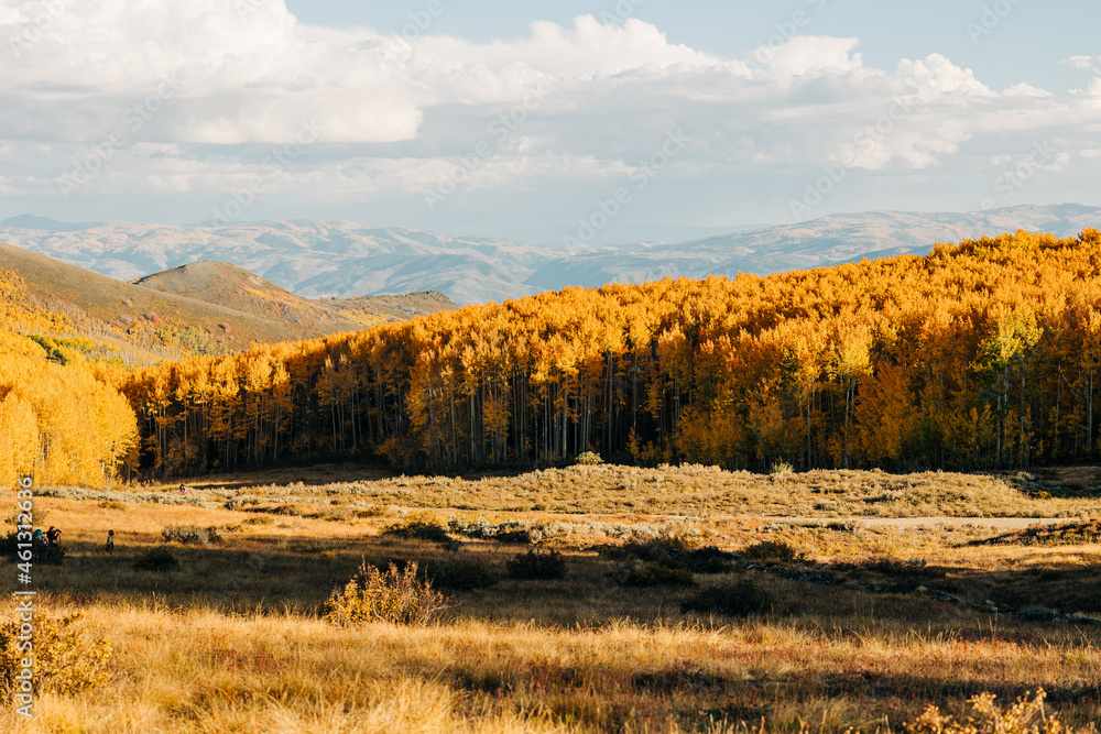 Fototapeta premium Aspen trees with yellow leaves in Park City, Utah