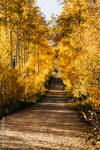 Aspen trees with yellow leaves in Park City, Utah
