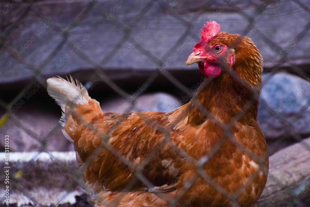 Fototapeta premium chicken on the farm
