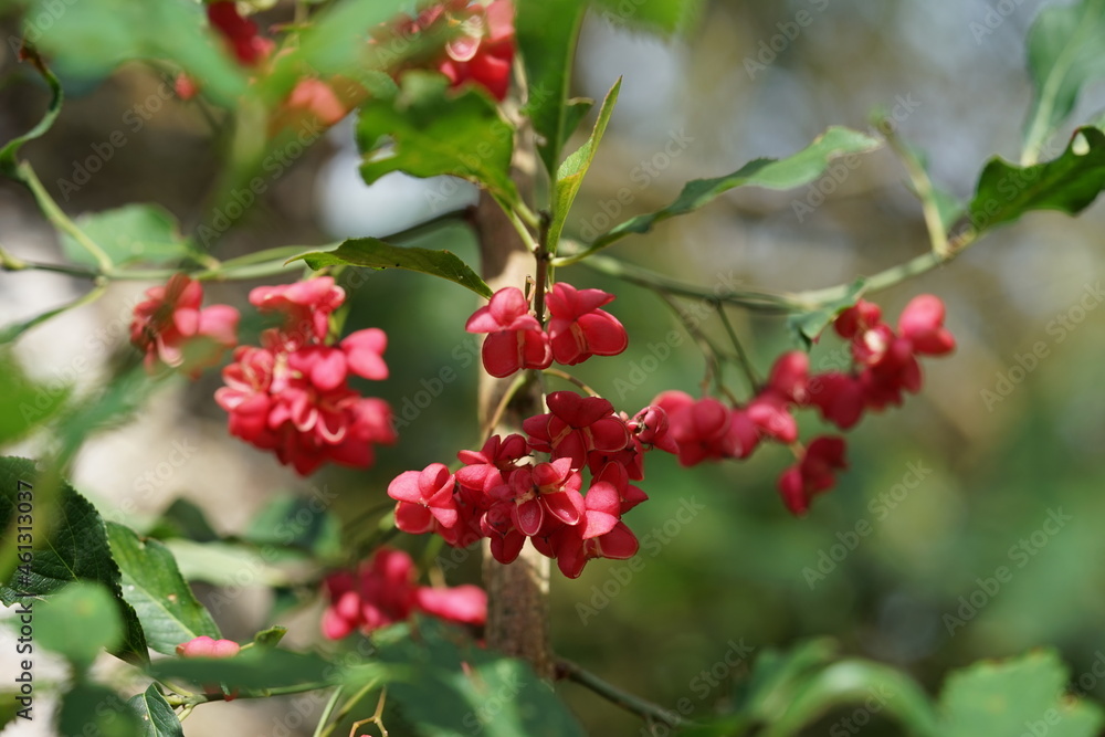 Obraz premium rote Beeren