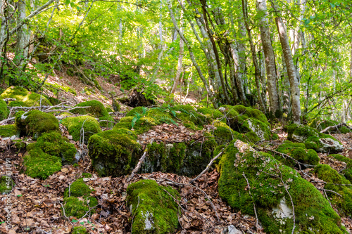 Beech forest and rocks with green moss in the Palentina Mountain, Spain