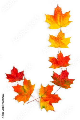 Letter J of colorful autumnal maple leaves on white background. Top view  flat lay