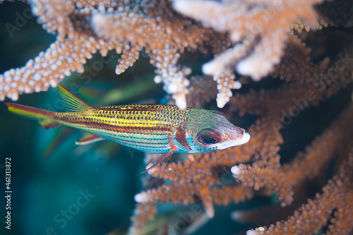 Fish of the Red sea. Neoniphon sammara photo