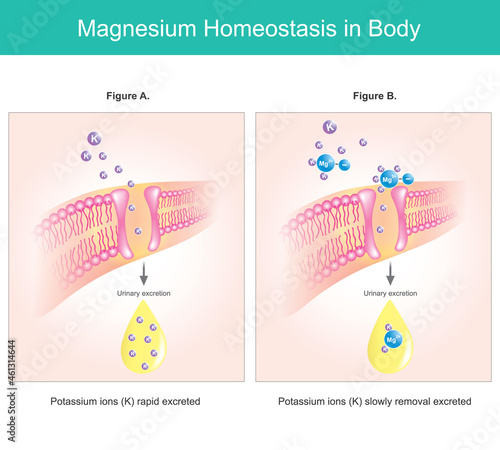 Magnesium homeostasis in body. Illustration explain Magnesium deficiency levels intracellular.. photo