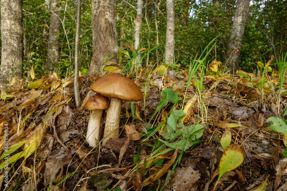 Fototapeta premium Boletus mushrooms in the forest, beautiful forest autumn landscape