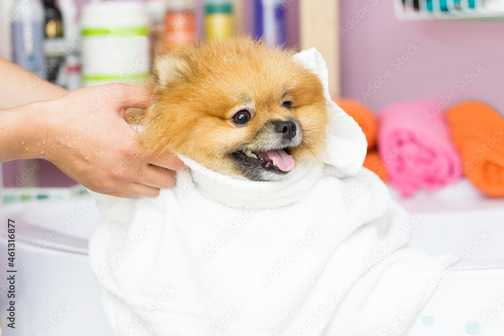 a cute Pomeranian sits after bathing in a white towel. Grooming a cute Pomeranian sits after bathing in a white towel. Grooming