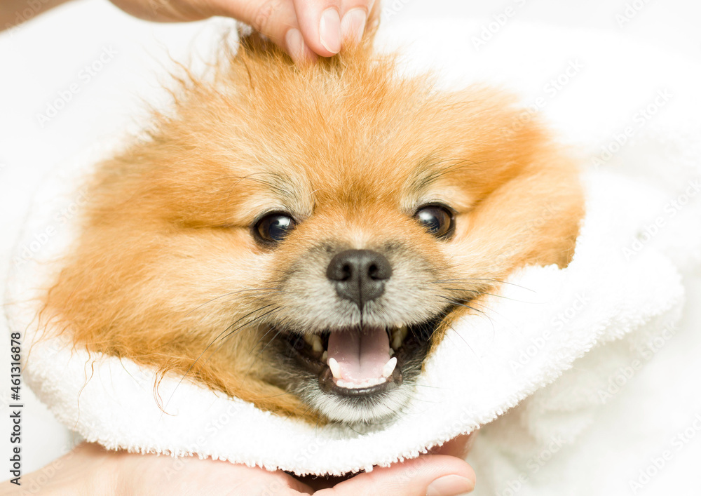 a cute Pomeranian sits after bathing in a white towel. Grooming