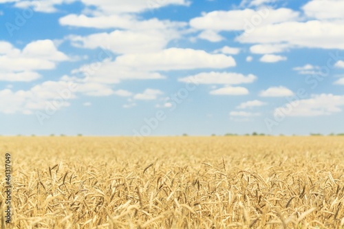 Golden wheat landscape on agriculture field