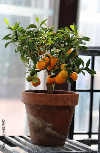 Closeup of a small indoor tangerine tree with a lot of orange tangerines hanging from its branches.