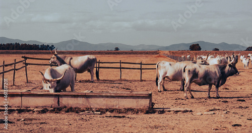 Wallpaper Mural Rural landscape of the Tuscan Maremma. Maremma cows in the meadow with dry grass near the trough. In the background - the hills and the gray sky. Scenic image. Torontodigital.ca