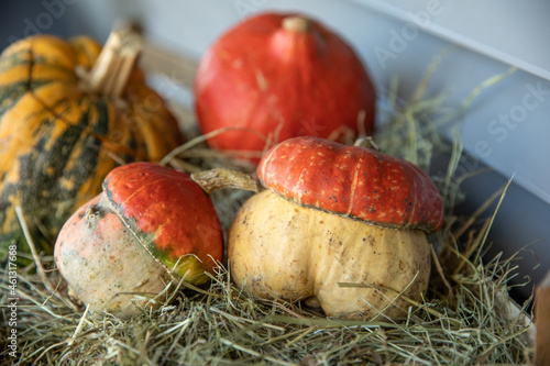 mushroom looking decorative pumpkins in straw