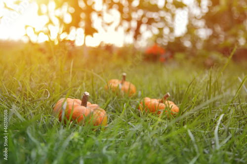 Autumn Halloween pumpkins. Orange pumpkins over nature background