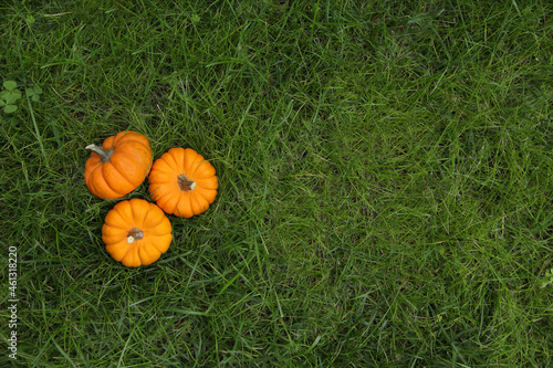 Detail of the pumpkins in the grass