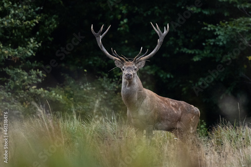 The Red Deer (Cervus elaphus) stag during the rutting season. The Bieszczady Mts, carpathians, Poland. © Szymon Bartosz