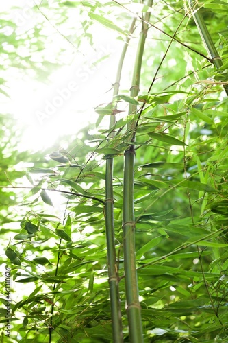 Bamboo Forest Close-Up