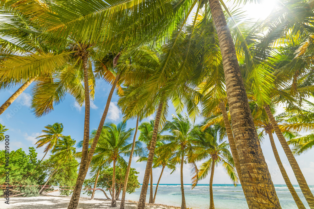 Fototapeta premium Coconut palm trees in Bois Jolan beach in Guadeloupe island