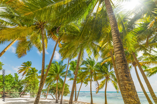 Coconut palm trees in Bois Jolan beach in Guadeloupe island