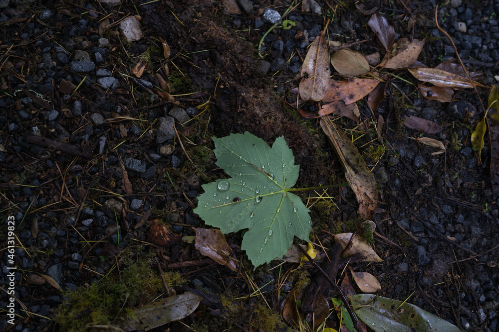leaf with raindrops leaf with raindrops