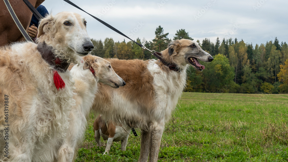 Russian greyhounds in nature. Russian borzoi dog stands against the background of autumn nature. Russian greyhounds in nature. Russian borzoi dog stands against the background of autumn nature.