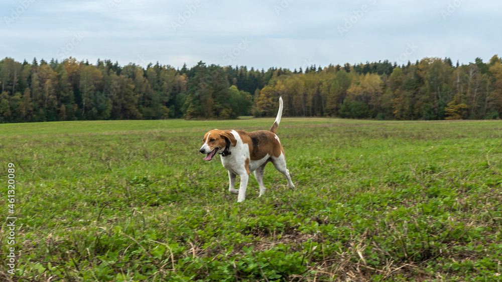 Beagle dog outdoor active playing on the lawn grass. Hunting dog of breed of beagle on a natural autumn background. Beagle dog outdoor active playing on the lawn grass. Hunting dog of breed of beagle on a natural autumn background.