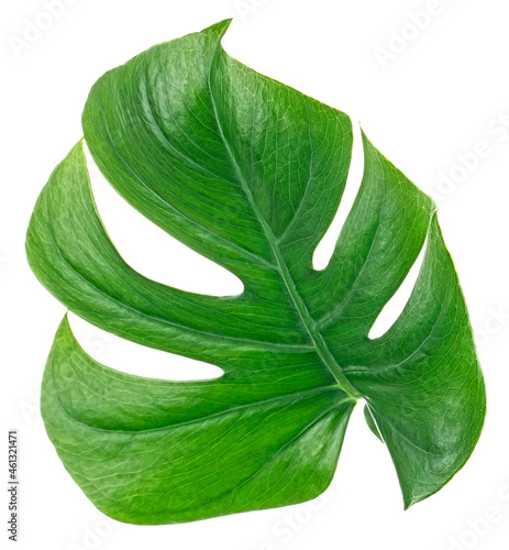 Green monstera tropical leaf isolated on a white background. Tropical palm philodendron leaf.
