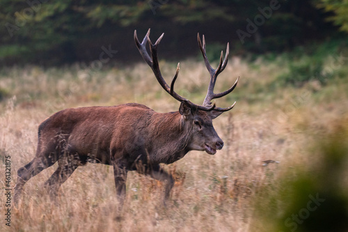 Fototapeta Naklejka Na Ścianę i Meble -  The Red Deer (Cervus elaphus) stag during the rutting season. The Bieszczady Mts, carpathians, Poland.