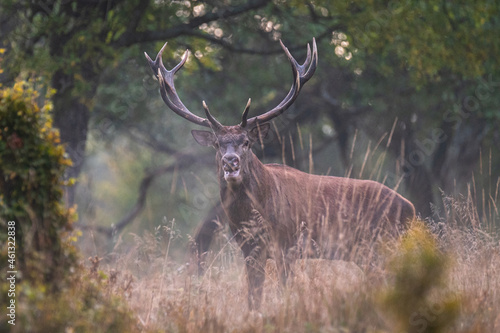 The Red Deer (Cervus elaphus) stag during the rutting season. The Bieszczady Mts, carpathians, Poland. © Szymon Bartosz