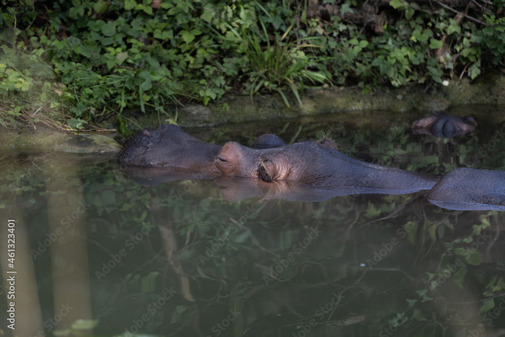 Amazing hippo is laying in the water and relax at this hot day. A hippo is a really big animal and the most dangerous in the whole world.