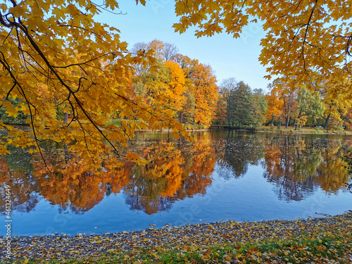 Autumn in the park. Maples with bright  orange leaves grow on the shore of the pond and are reflected in its blue water..