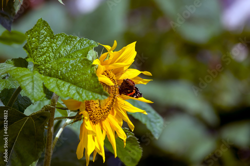Duży ozdobny kwiat słonecznika i motyl w pięknych mocnych promieniach słońca 