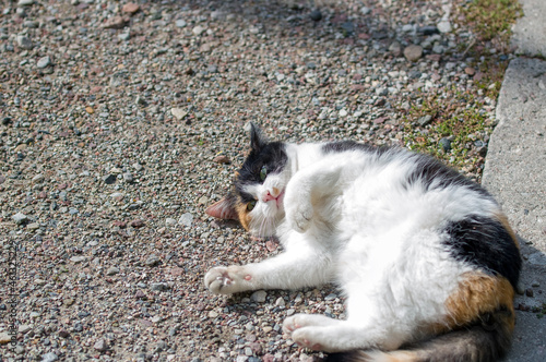 Szylkretowy kot bawiący się na chodniku 