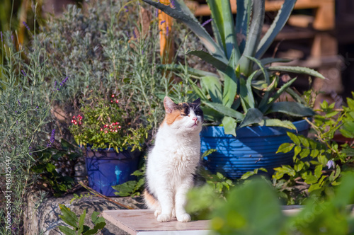 Szylkretowy kot wśród roślin w ogródku
