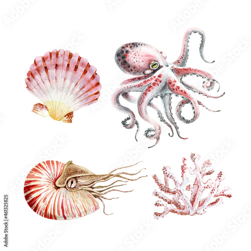 set of watercolor illustrations in marine style  octopus  shellfish and coral. hand painted on white background