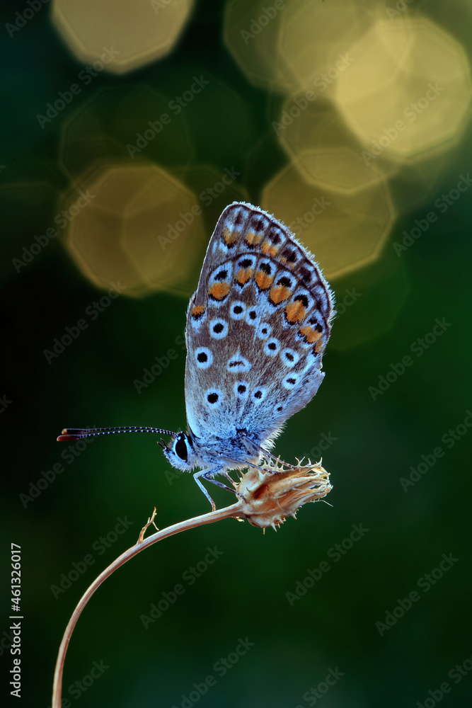 Obraz premium Polyommatus Icarus