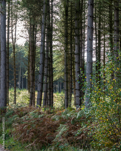 forest in autumn