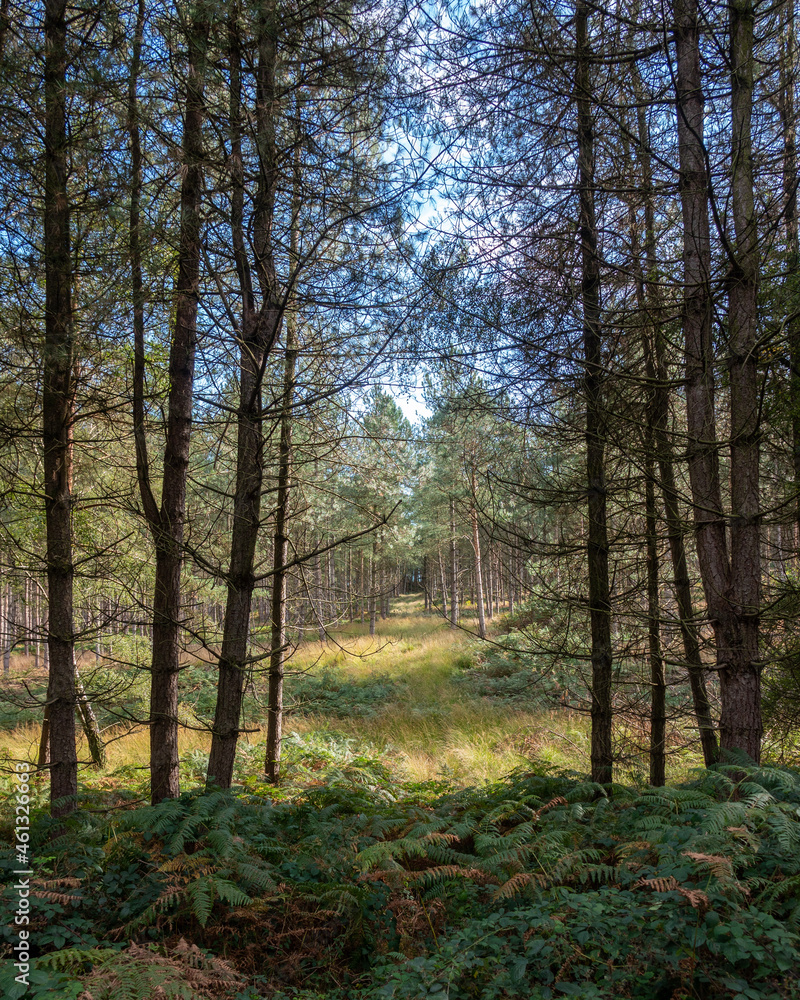 Naklejka premium autumn in the forest